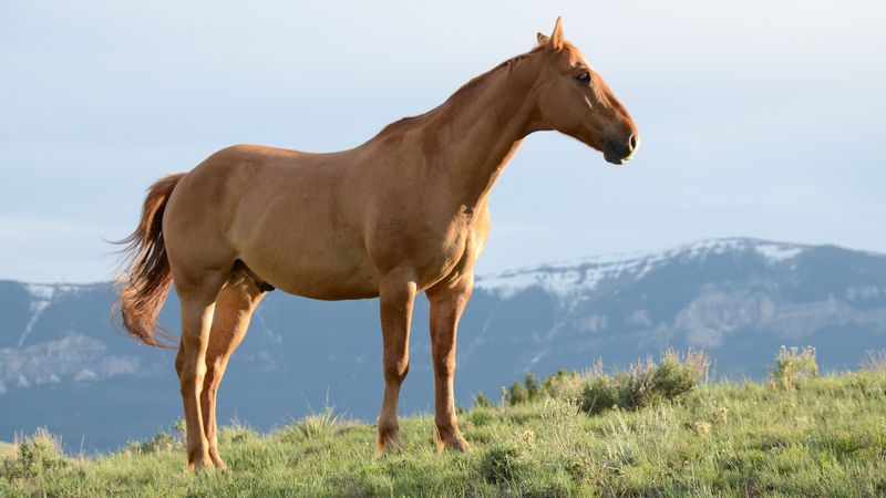 Caballo comiendo heno en un establo con luz natural
